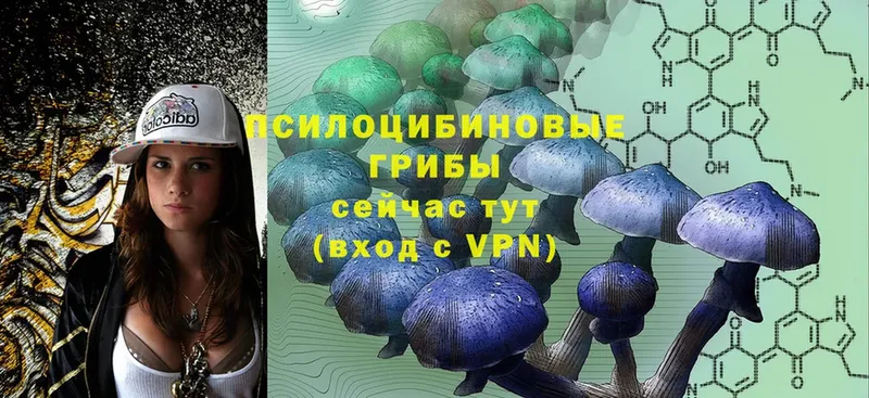 сколько стоит  это как зайти  Псилоцибиновые грибы Psilocybine cubensis  Боровичи 